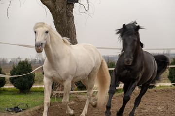 Two horses, one white and one black, playing, eating and having fun together. Horses of different colors in the wild.