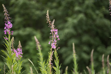 Pink flowers of fireweed in bloom ivan tea.