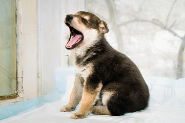 purebred little puppy with white breasts yawns.