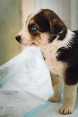 Sad mongrel little puppy with blue eyes, portrait in profile.