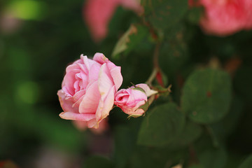 Pink rose in the garden