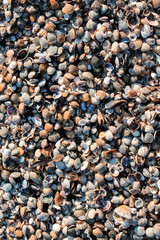 texture background seashells summer beach 