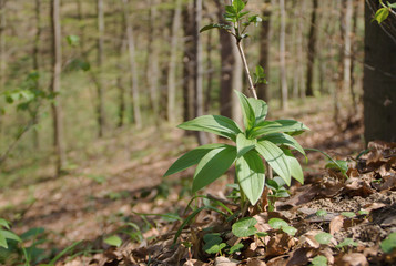 Close up ecology nature landscape. Flowering green forest on summer sunlight.