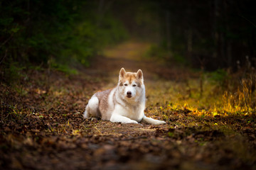 Naklejka na ściany i meble Beautiful siberian Husky dog lying in the dark fall mysterious forest at sunset