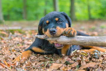 Portrait of rottweiler puppy biting branch in nature