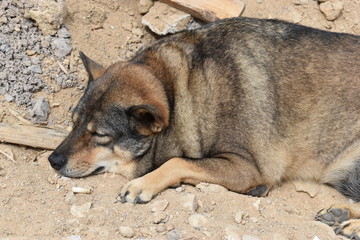Closeup of a sleeping street dog in Thailand, Asia 