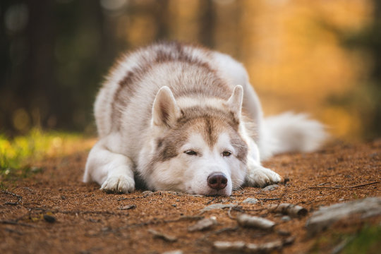 Sad and cute siberian Husky dog lying in the dark fall mysterious forest at sunset