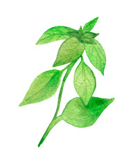 Fototapeta premium Watercolor painting of the plant green Basil. Fragrant seasoning, isolated on white background, for beautiful design, with space for text.