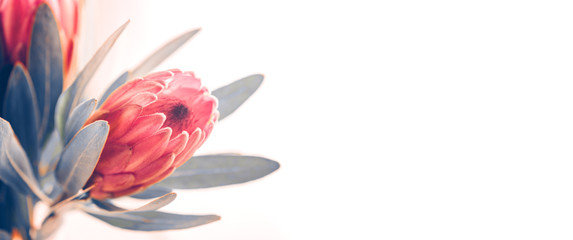 Fototapeta premium Protea pączkuje zbliżenie. Wiązka różowego króla Protea kwitnie nad bielem. Bukiet Walentynkowy. Tło panoramiczne
