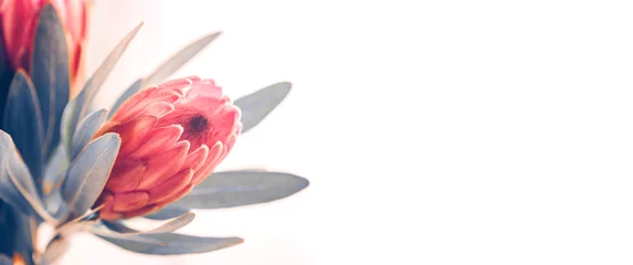 Badezimmer Foto Rückwand Protea Knospen Nahaufnahme. Blumenstrauß rosa King Protea über Weiß. Blumenstrauß zum Valentinstag. Widescreen-Hintergrund © Subbotina Anna