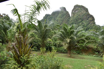 Fototapeta na wymiar Mountains and palm trees in a garden in Khao Sok National Park in Thailand, Asia