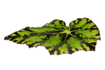 leaf isolated on white background