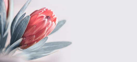Protea knop close-up. Pink King Protea bloem geïsoleerd op een grijze achtergrond. Mooie mode bloem macro-opname. Valentijnsdag cadeau