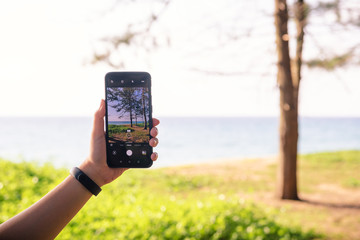 pine trees seaside background