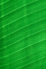 tropisches Blatt mit Wassertopfen