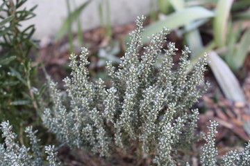 Thymian mit Raureif