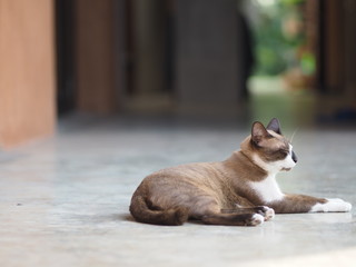 Fototapeta na wymiar The cat sat on the cement floor Pet animal