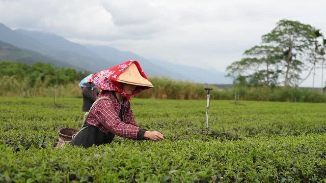 working at tea farm