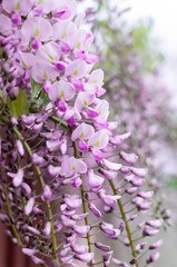 Close-up of wisteria flowers hanging on a fence in the street