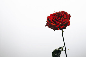 Beautiful red rose on white background with drops with copy space