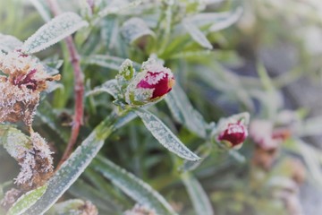 Blume mit Raureif