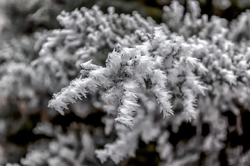 Frost on fir tree branches. Winter scene.