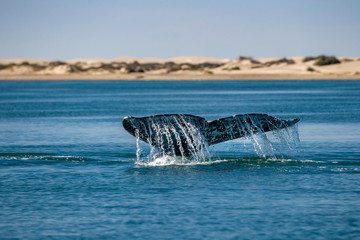 grey whale tail going down in ocean