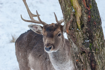 Damhirsch sieht hinter Baum hervor