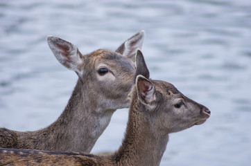 Zwei Damhirsch-Kühe (Dama dama) - Portrait