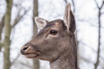 Seitliches Portrait Damhirsch (Dama dama)