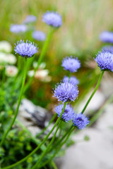 kleine blaue Blüten in freier Natur
