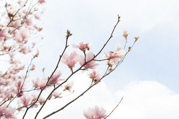 Closeup of magnolia tree blossom with blurred background and warm sunshine