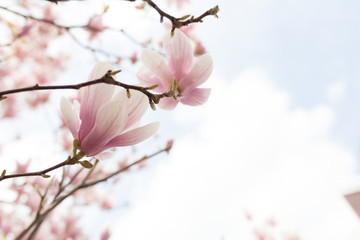 Closeup of magnolia tree blossom with blurred background and warm sunshine