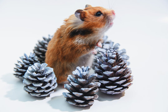 Syrian hamster among fir cones