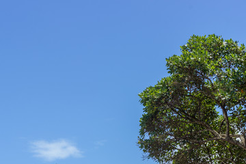 tree with one cloud on blue background