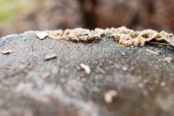 Fungus with ice crystals in winter on a stub