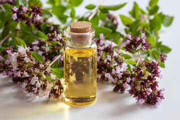 A bottle of essential oil with fresh blooming oregano
