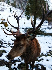 red deer in winter forest