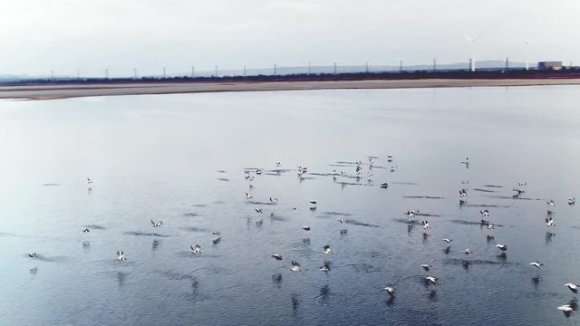 Flying flock of ducks. Shot. Top view of flock of black-white ducks flying over waters of lake. Beautiful flying and swirling flock of ducks