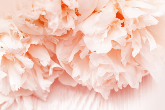 Petals of flowers closeup. Gentle natural background. Flower pattern. Petals of peone colored living coral. Selective focus.