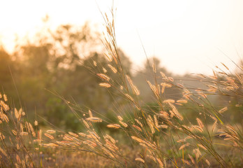Fototapeta premium Close up grass flowers in the field, Chiangmai Thailand