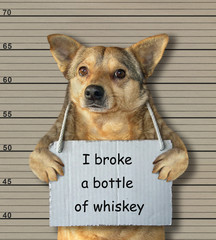 The bad dog broke a bottle of whiskey. He arrested by the police for this crime and sent to prison. Lineup background.