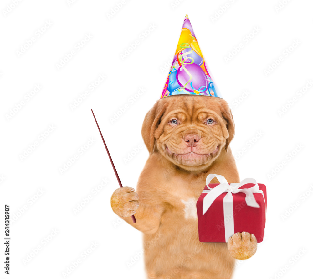 Aufkleber smiling puppy in party cap with gift box holding pointing stick. isolated on white background