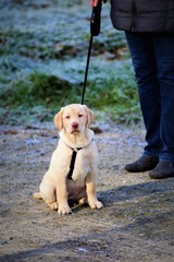 An Image of a labrador dog