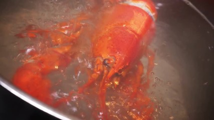 Boiling lobster