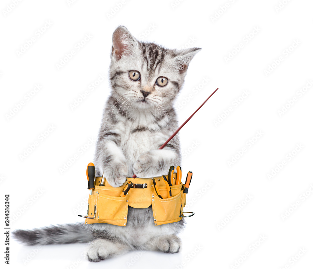 Poster Funny cat worker with toolbelt pointing on empty space.  Isolated on white background