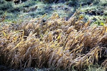 Fototapeta premium An Image of a grass nature