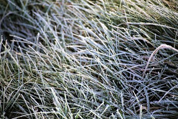 An Image of a grass nature