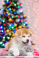 Fototapeta na wymiar Akita inu puppy embracing baby kitten with Christmas tree on a background. Empty space for text