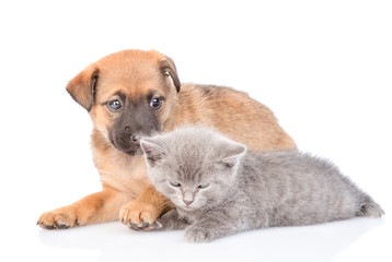 Sad mongrel puppy and kitten lying together in side view. isolated on white background